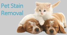 Pet Stain Removal